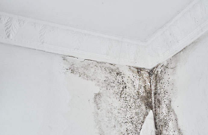 Reconstruction Process in Mold Remediation