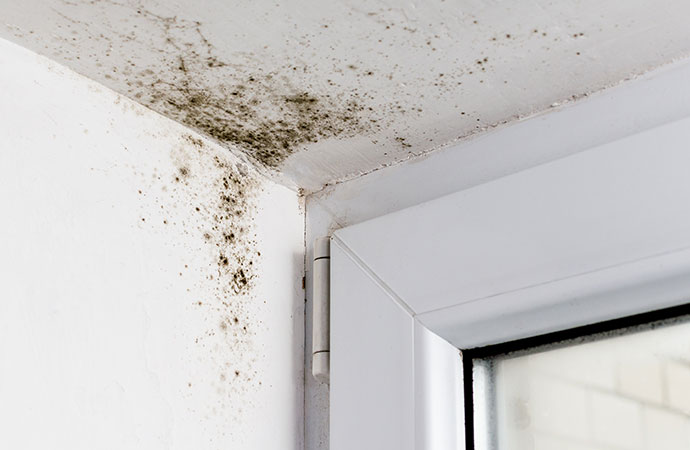 Mold Remediation Services in Liberty Lake